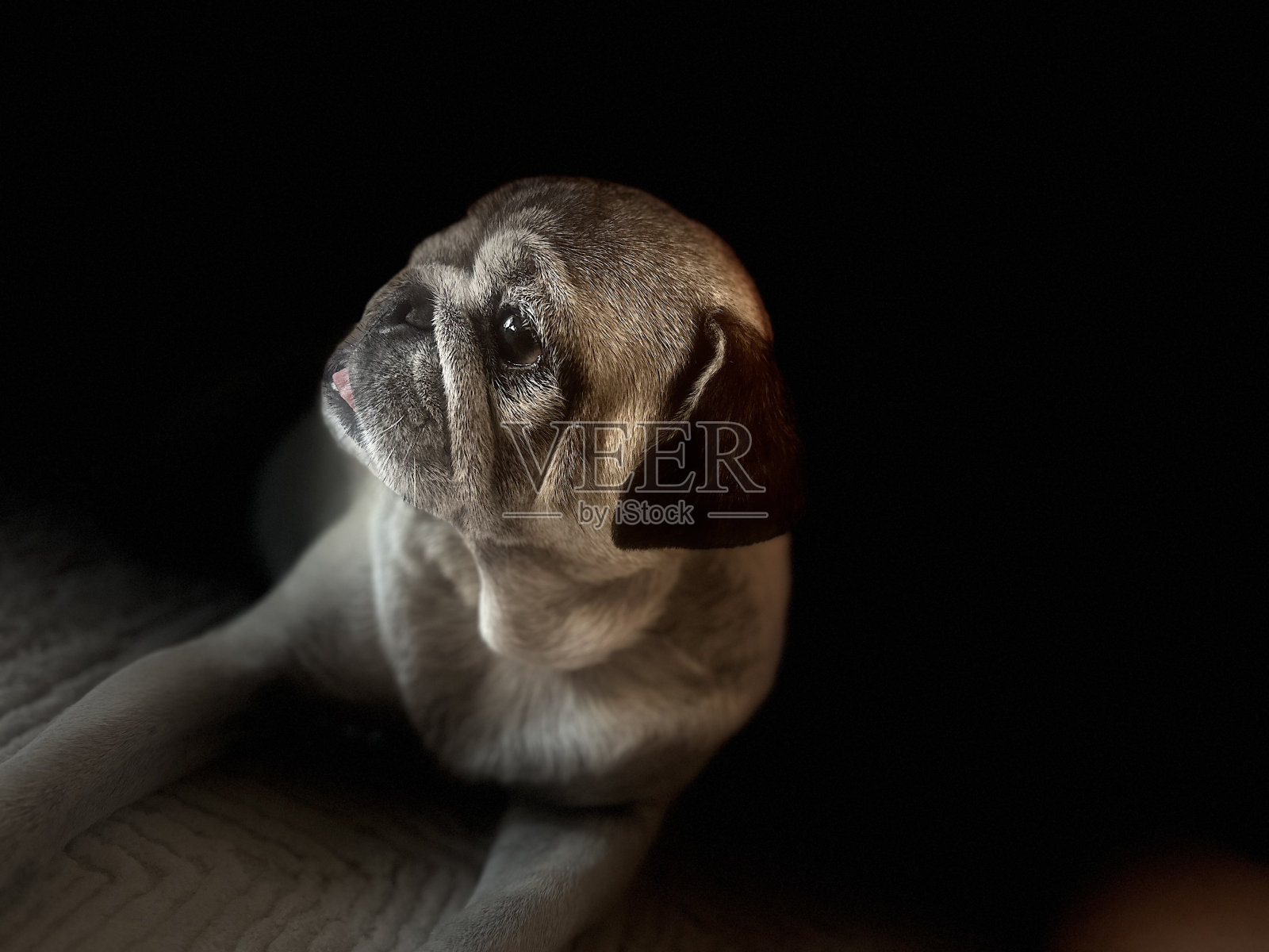 可爱的哈巴狗照片摄影图片