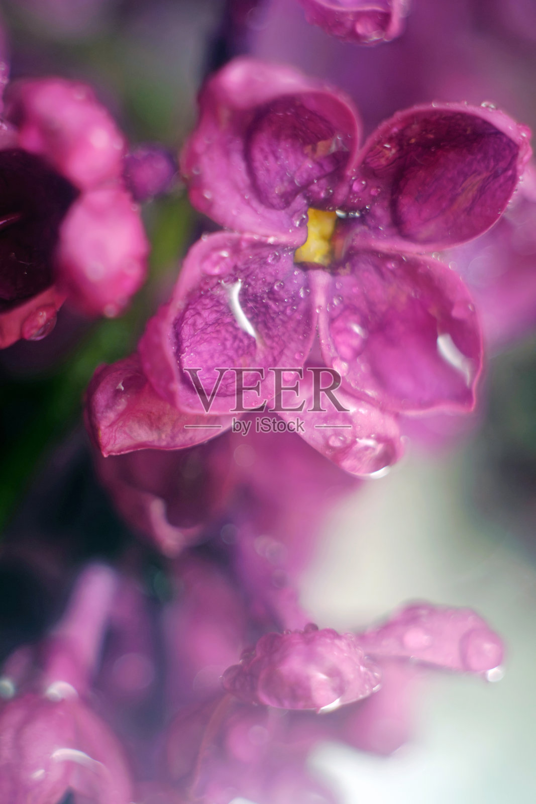 丁香花与露珠特写。盛开的丁香花照片摄影图片