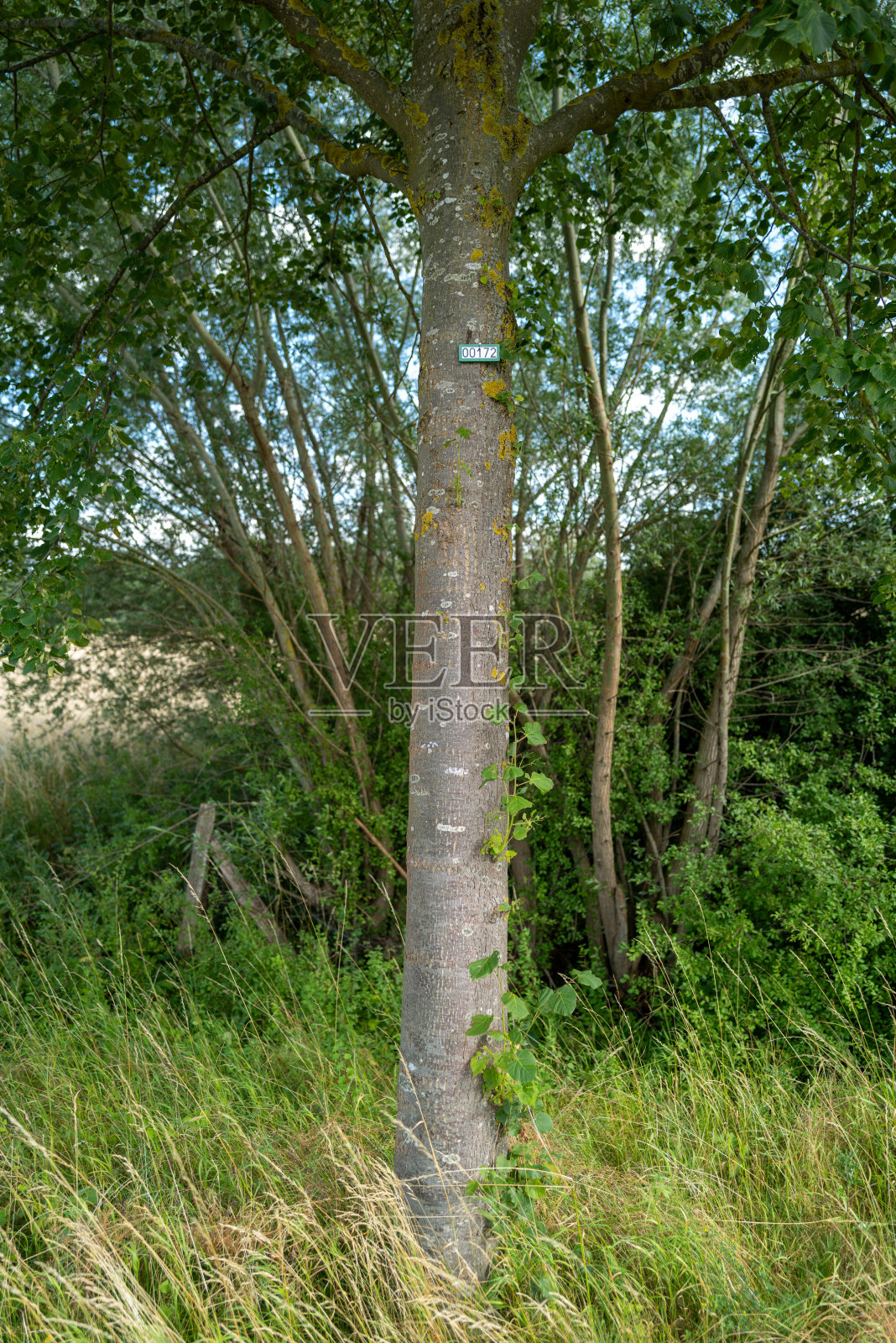 树用一个符号连续编号照片摄影图片
