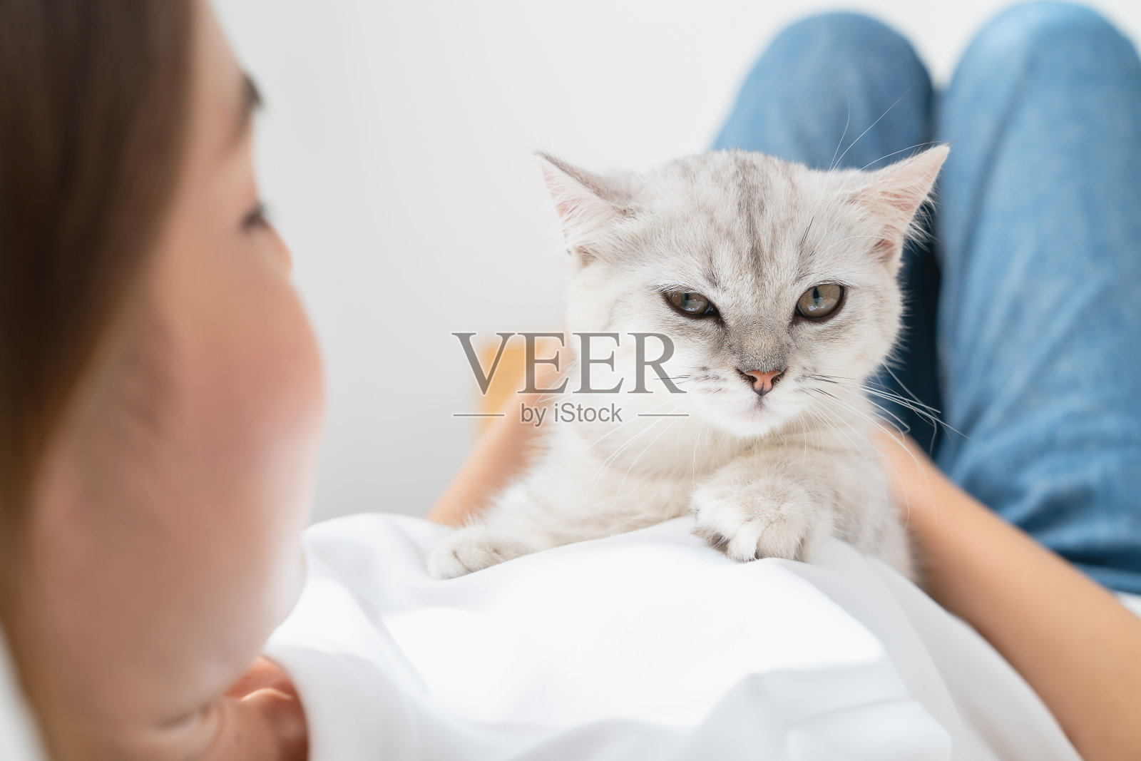 女人坐在床上,在房间里玩小苏格兰猫。照片摄影图片