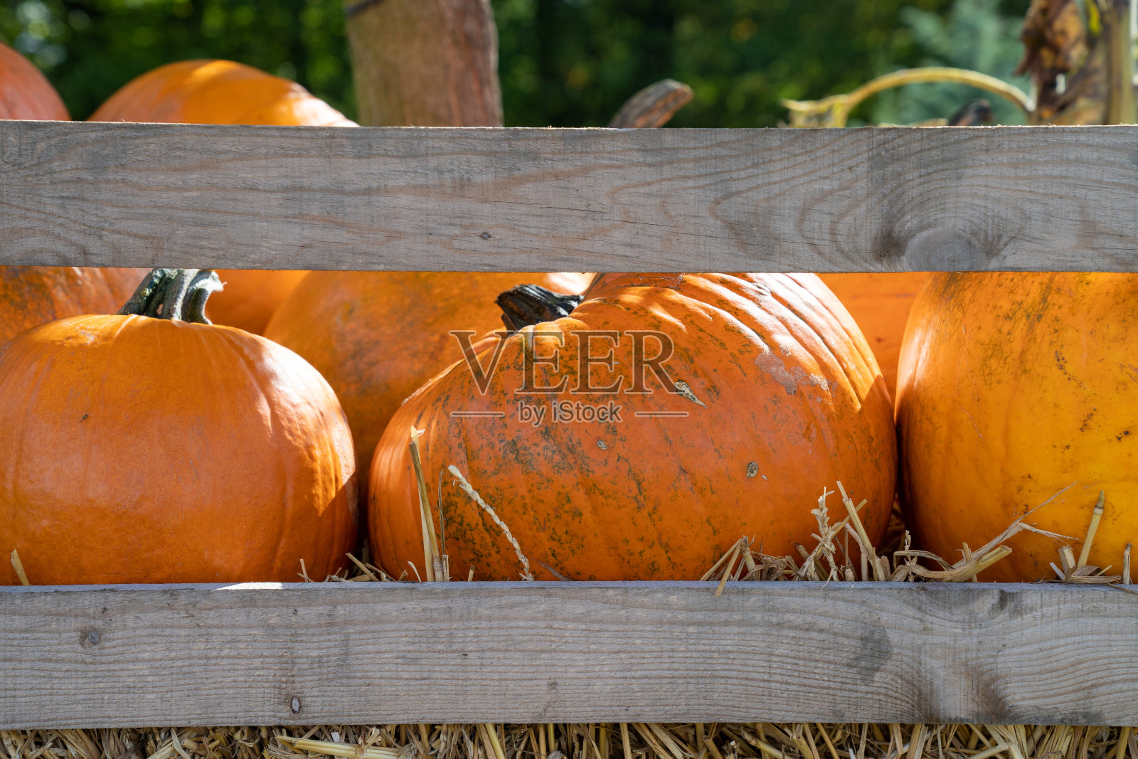 木篱笆上有新摘的南瓜照片摄影图片