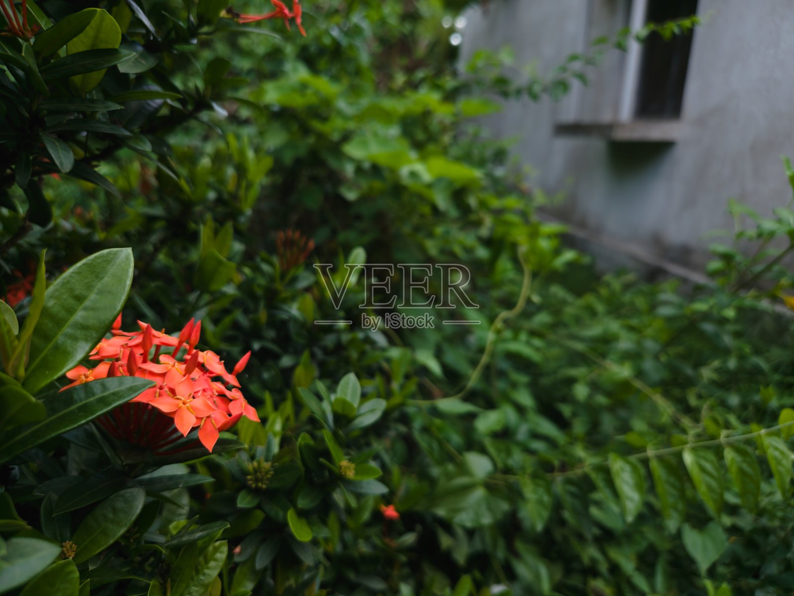 橙色伊克罗拉花照片摄影图片