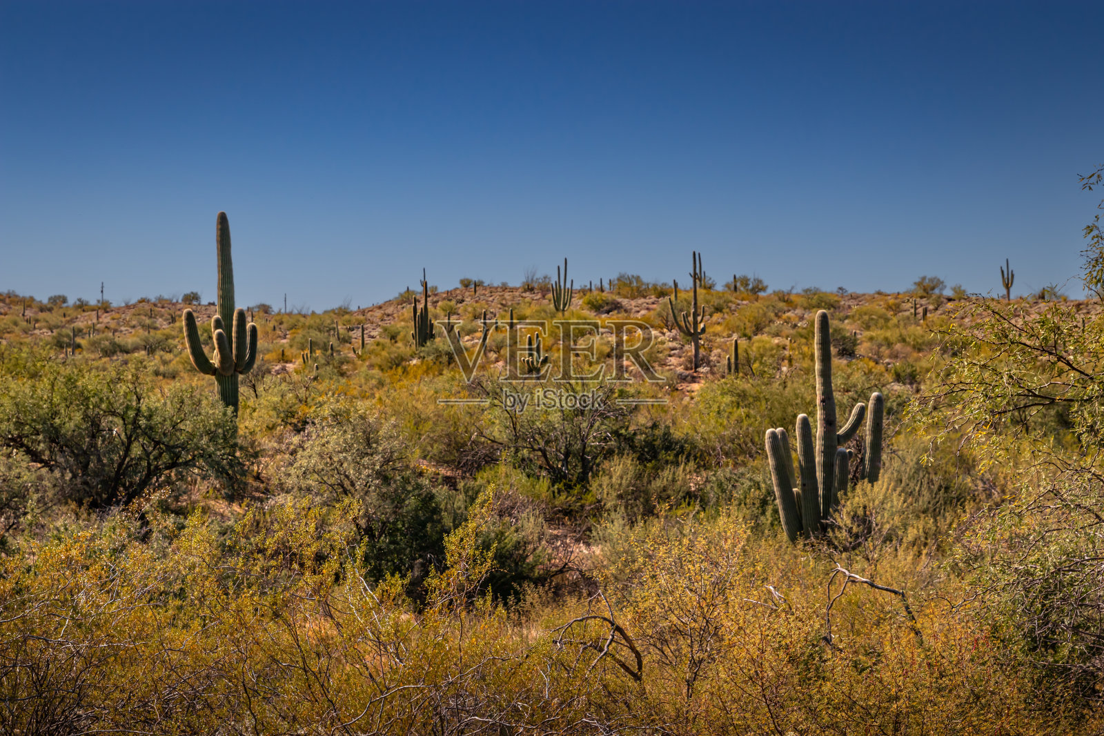美国西南部的象征,萨瓜罗仙人掌在萨瓜罗国家公园照片摄影图片