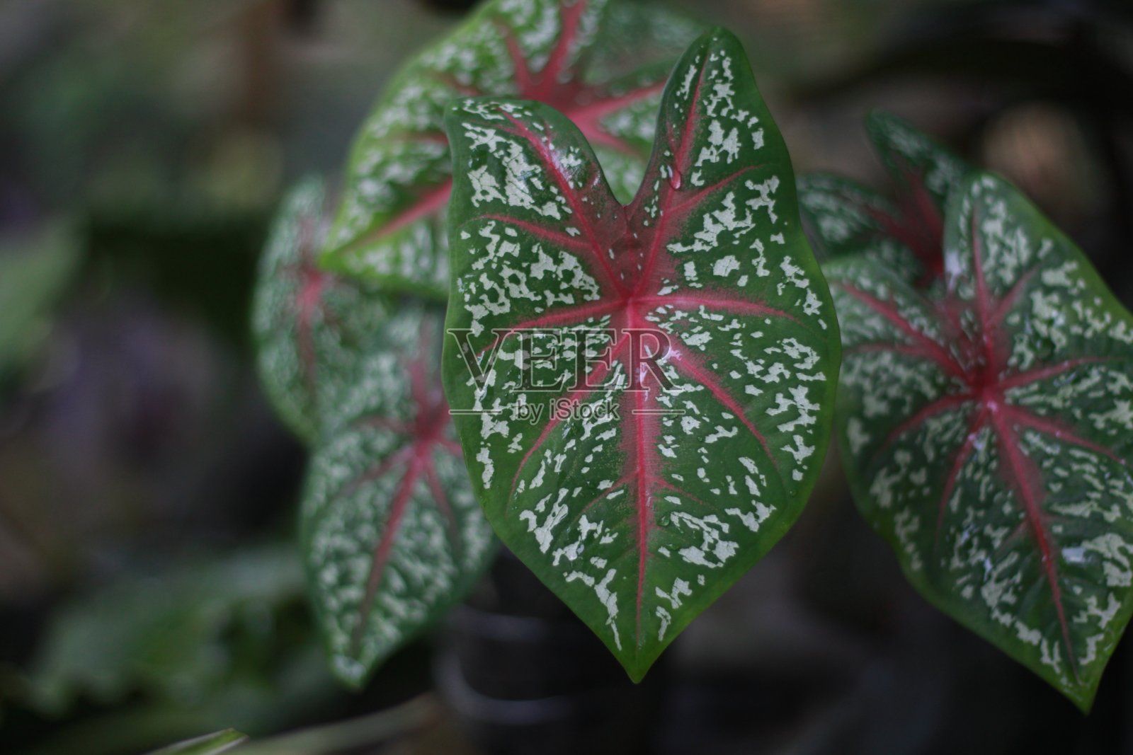 二色的贝母照片摄影图片