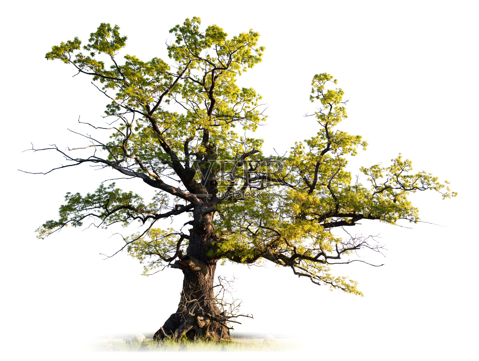 老橡树照片摄影图片