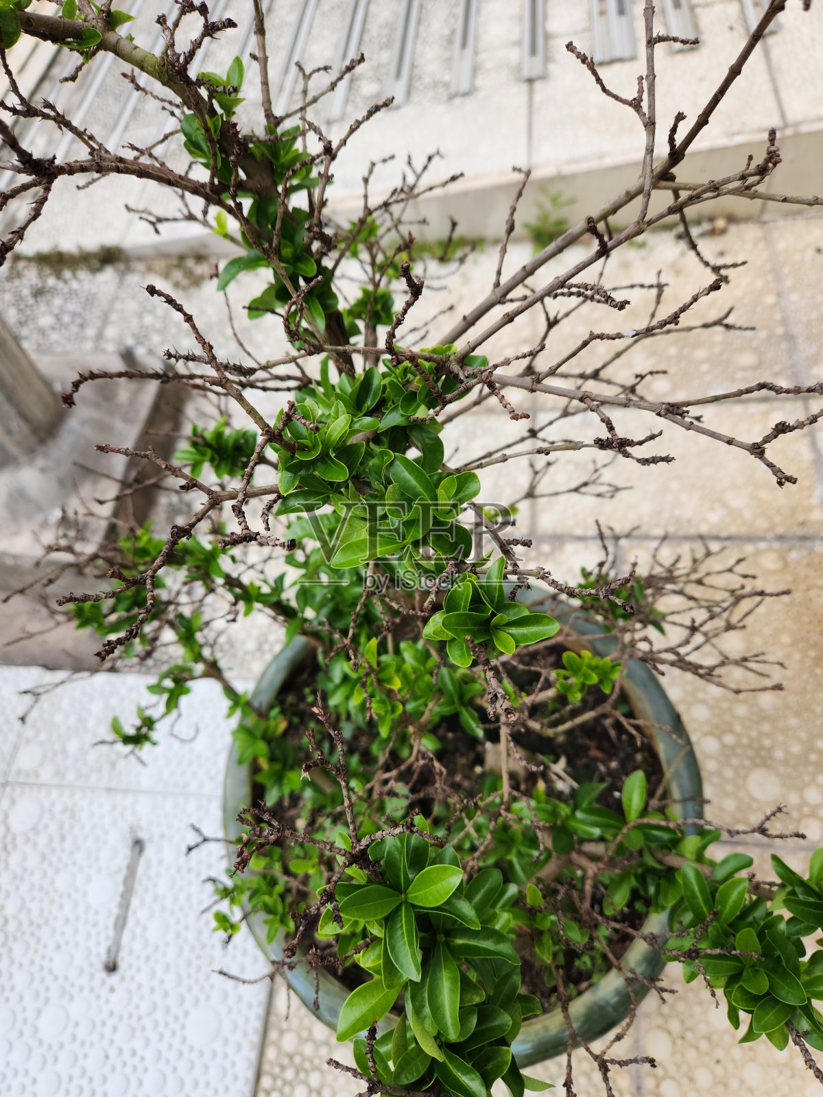 丛林火焰(Ixora coccinea)落叶季节后生长的幼芽。照片摄影图片