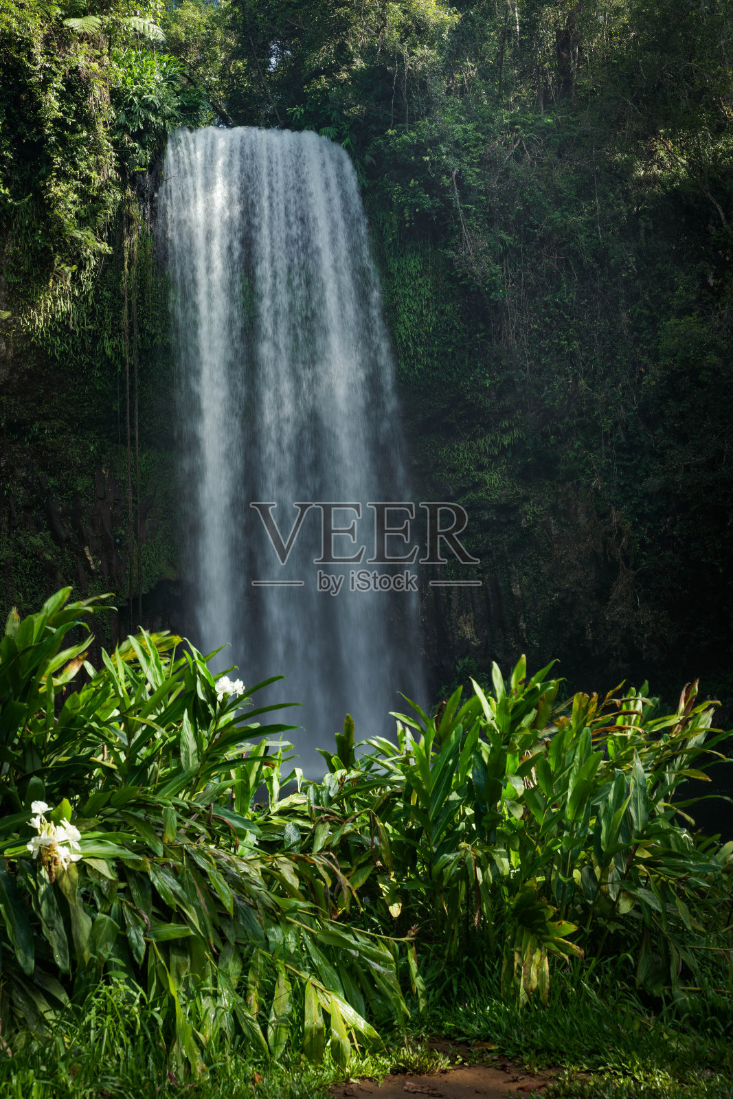 米拉瀑布,阿瑟顿高原,昆士兰,照片摄影图片