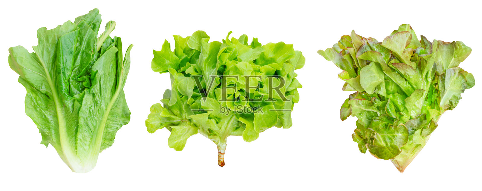 长叶莴苣绿橡树和红橡树蔬菜孤立在白色背景与修剪路径照片摄影图片