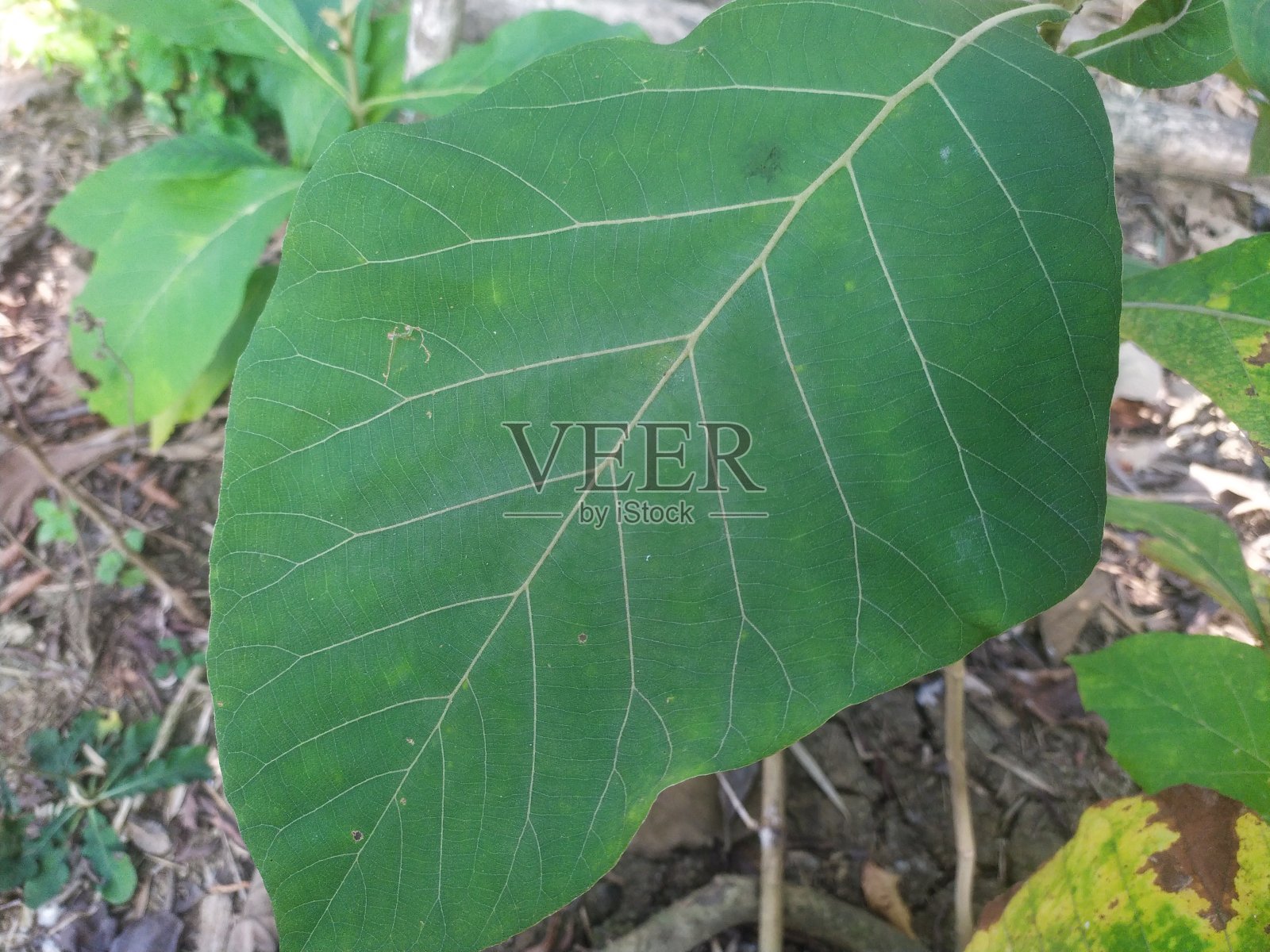 柚木叶代码#006照片摄影图片