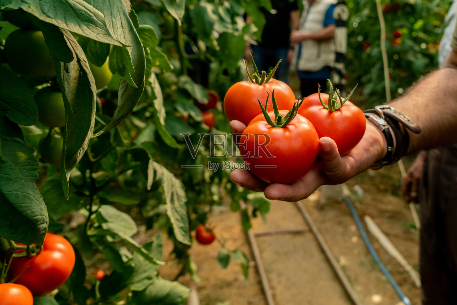 在有机番茄温室工作的农民,特写,照片摄影图片