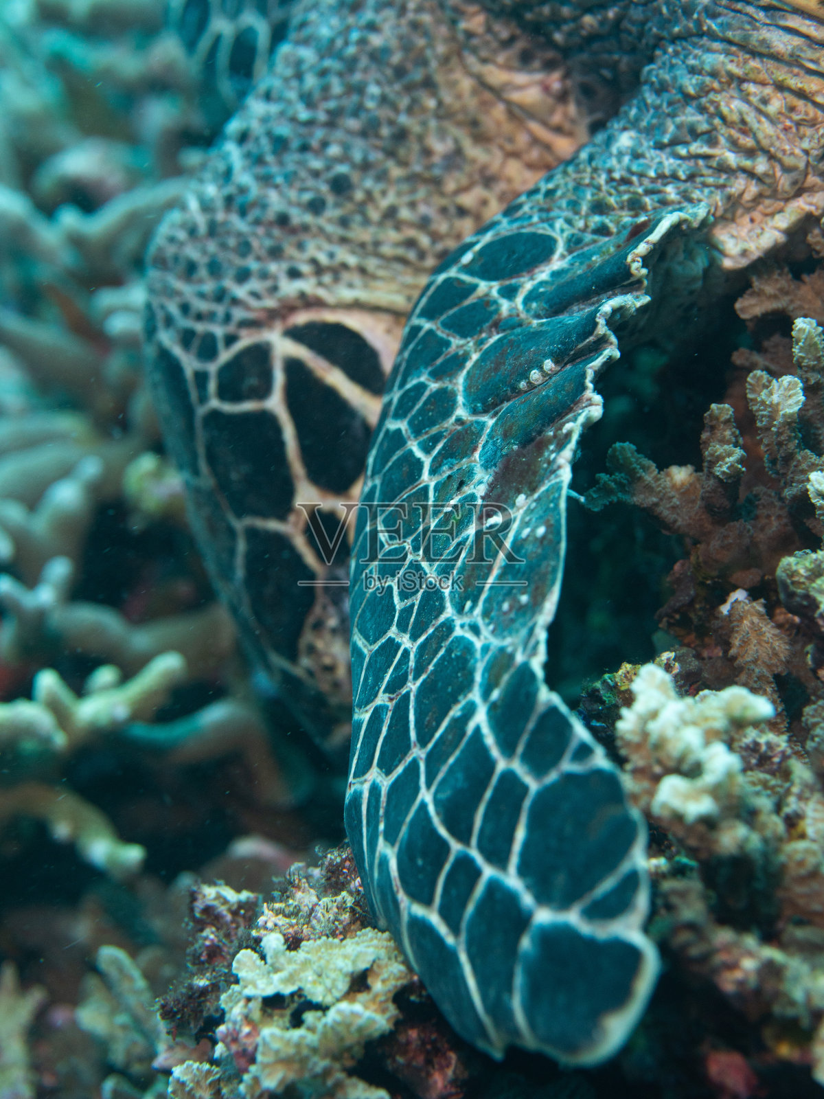 海龟在绿松石海洋中探索珊瑚礁群落深度照片摄影图片