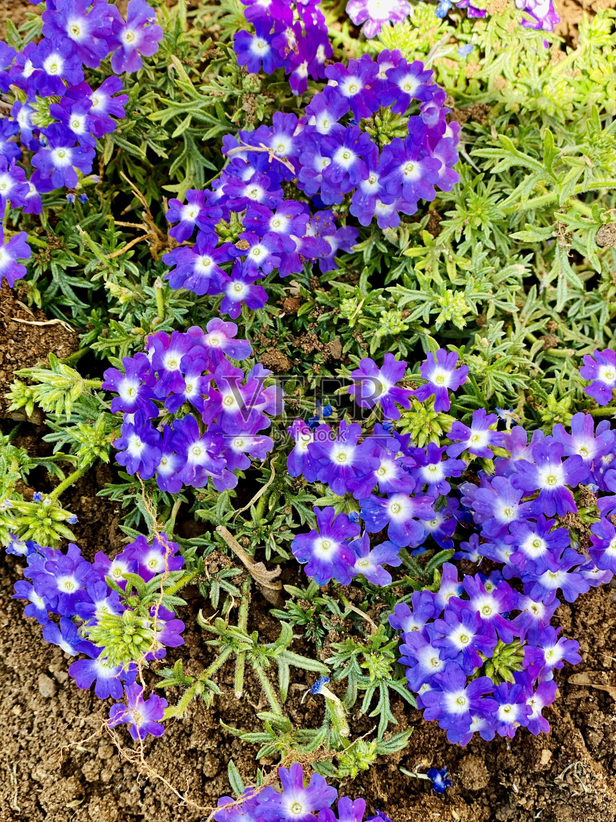 亮紫色花坛照片摄影图片