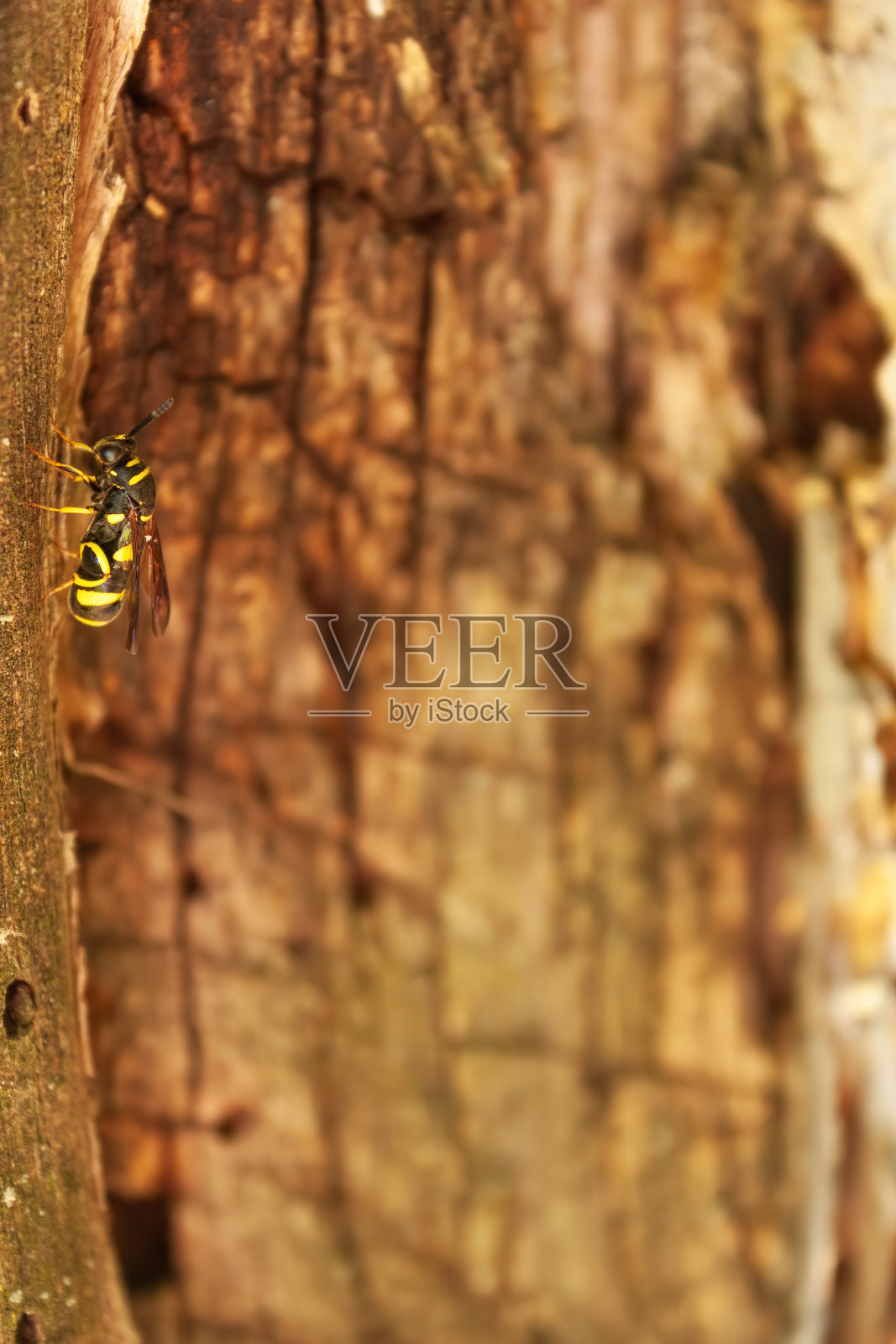 在木杆上休息的黄蜂。照片摄影图片