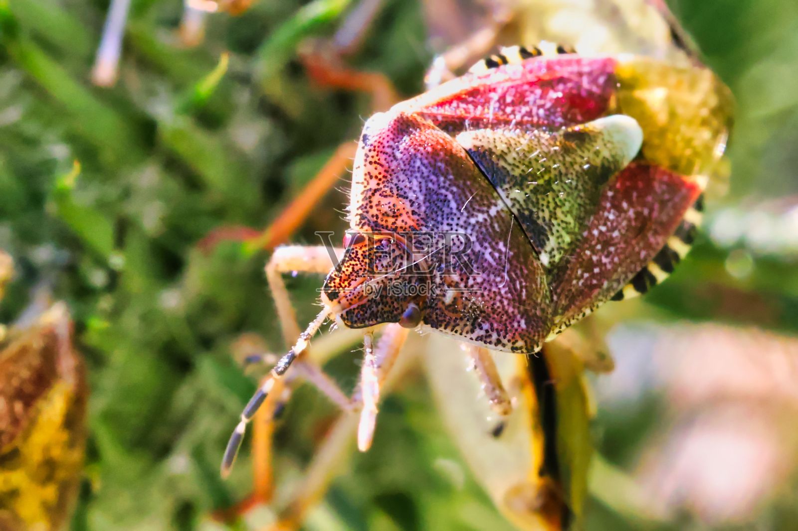 紫红蝽栖息在花朵上特写照片摄影图片