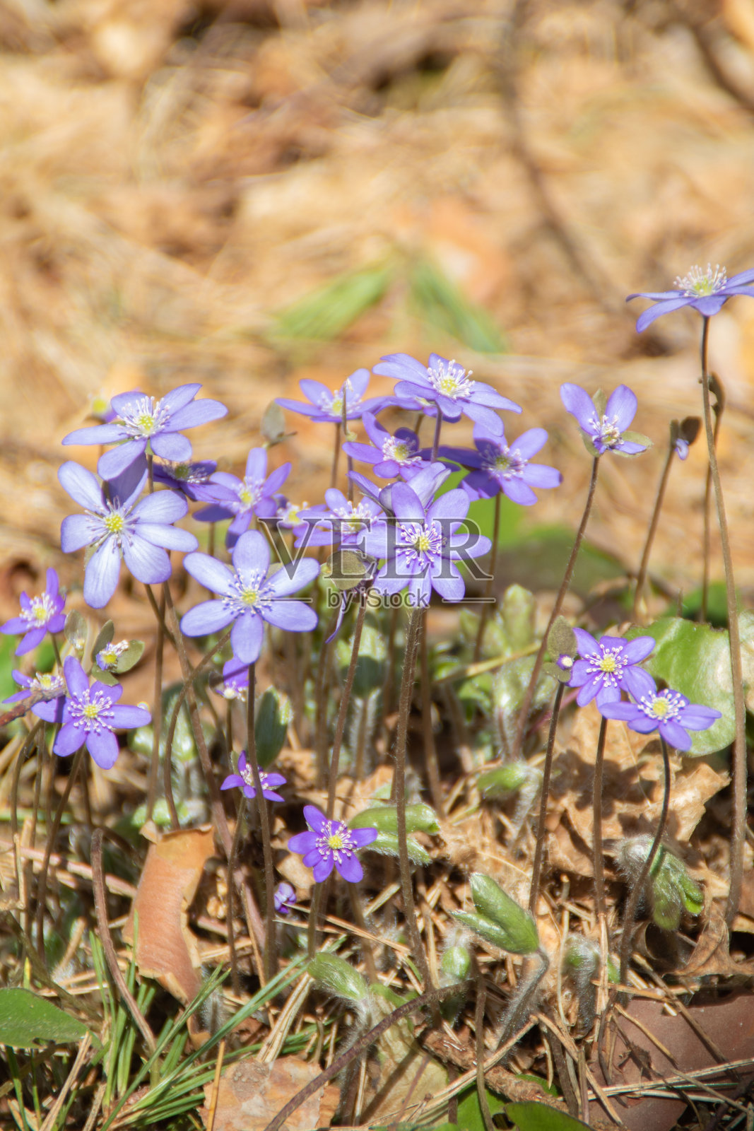 河狸花在枯叶间绽放的照片照片摄影图片