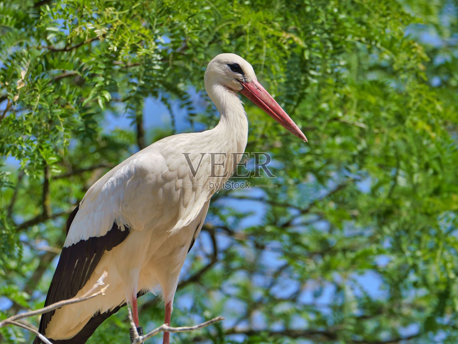 一只鹳栖息在绿色的树枝上的特写照片摄影图片