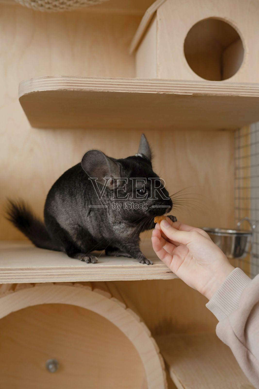 一只灰色的小栗鼠得到了款待照片摄影图片