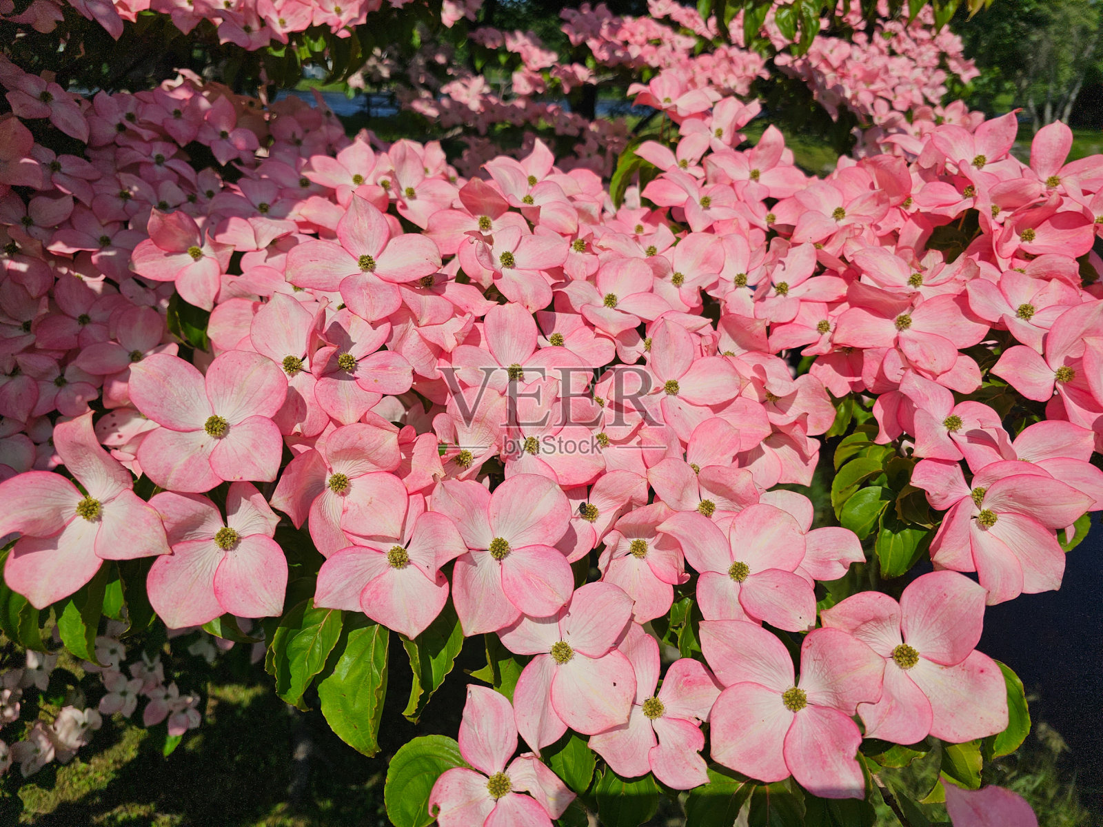 粉红色的花朵照片摄影图片