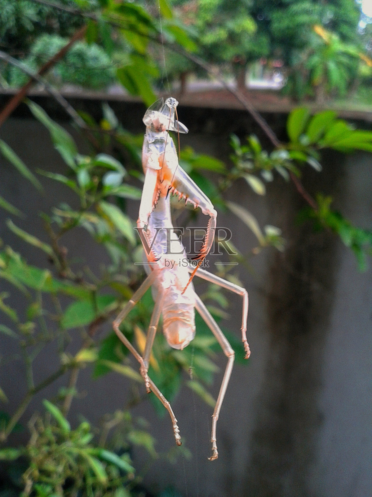 螳螂的皮悬在空中照片摄影图片