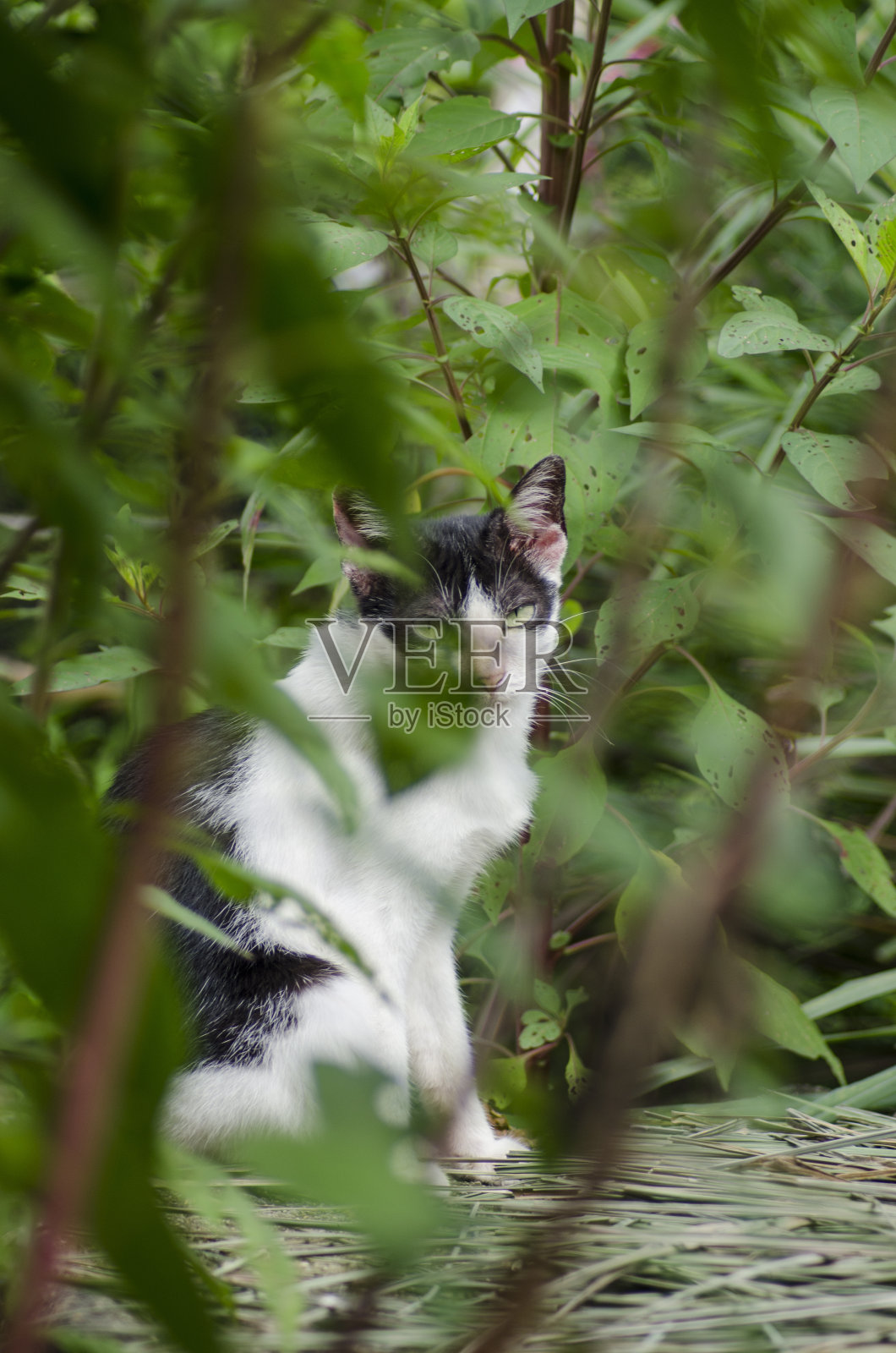 可爱的黑白猫在绿色的花园照片摄影图片