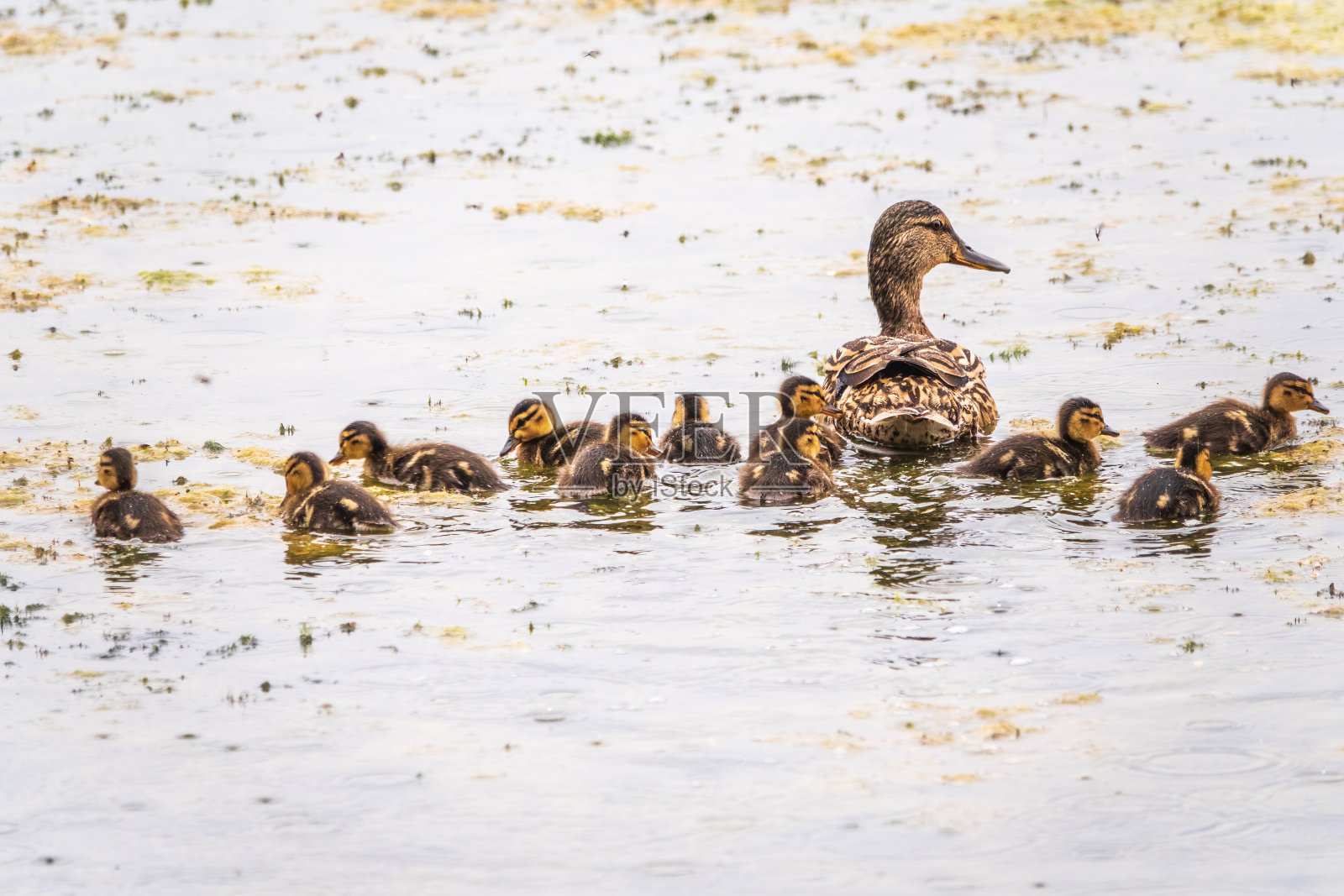 一群鸭子,一只鸭子和它的小鸭们正在水里游泳。这只鸭子照顾它刚出生的小鸭子。野鸭,lat。阿拉斯platyrhynchos照片摄影图片