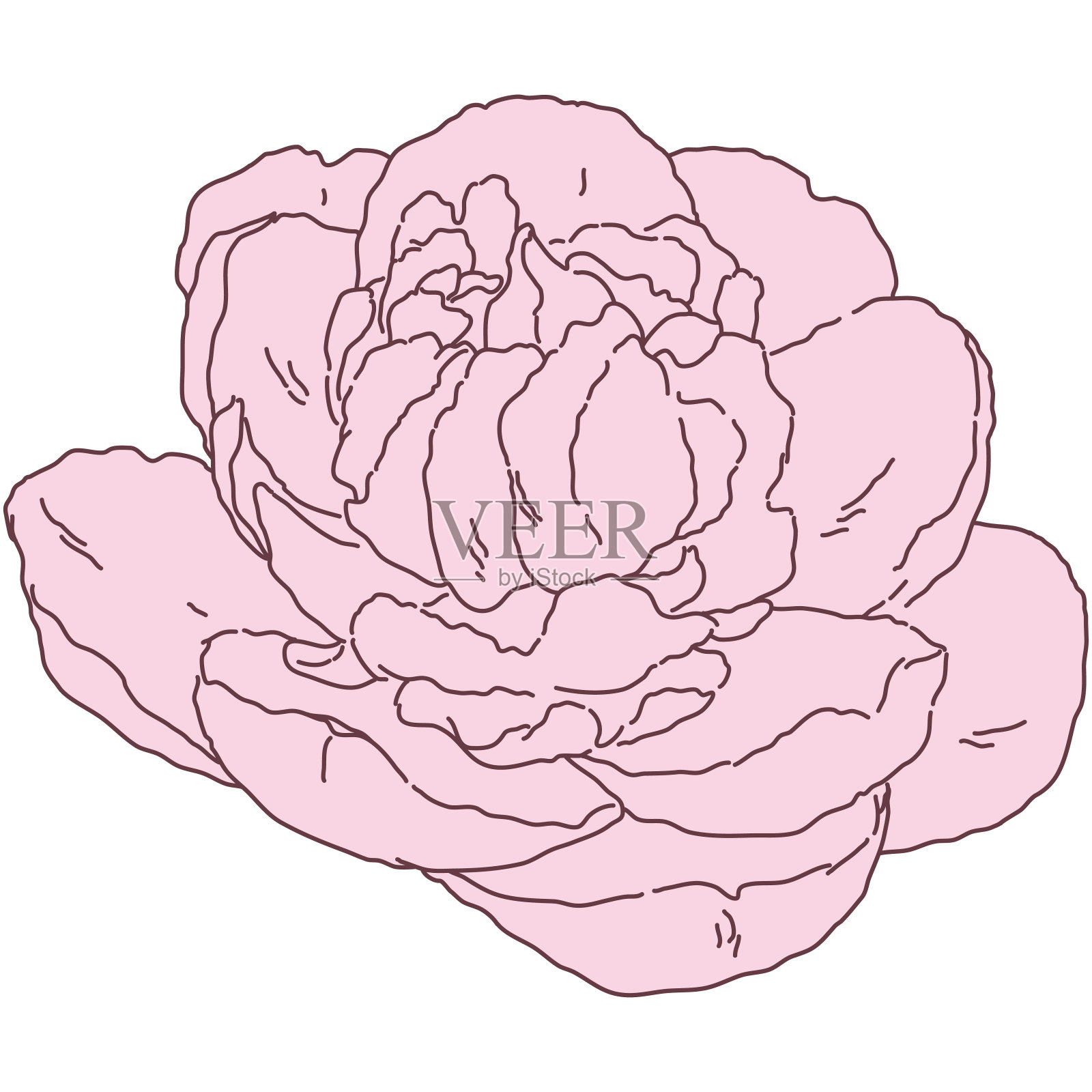 牡丹花盛开线填充粉红色插图。手绘逼真的详细矢量插图剪贴画。插画图片素材