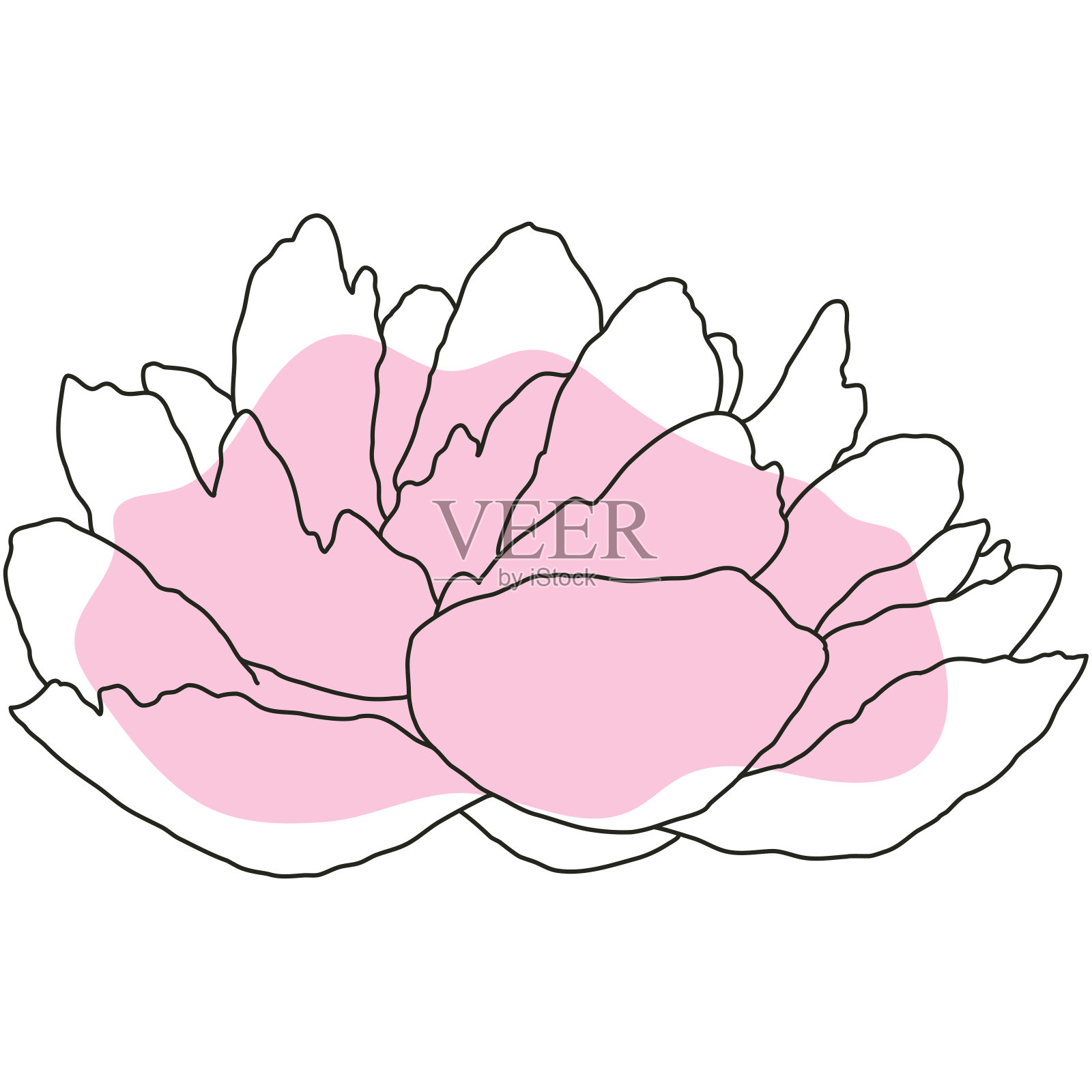 牡丹花盛开线条艺术与粉红色的形状。手绘逼真的详细矢量插图。黑色线条上的粉红色抽象有机形状剪贴画。插画图片素材