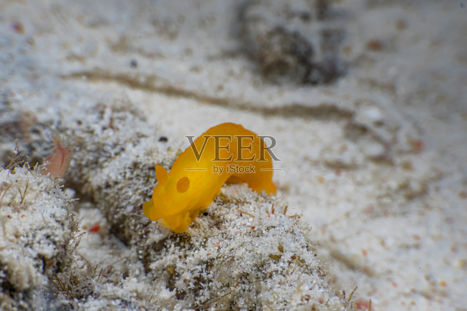 海蛞蝓或裸鳃动物照片摄影图片