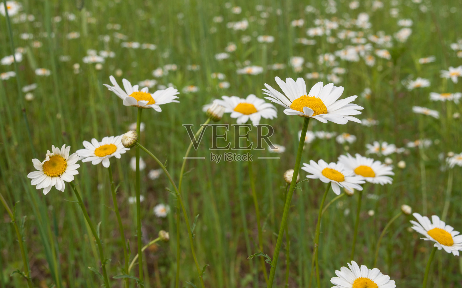 迷人的挂毯:沉浸在雏菊的领域照片摄影图片