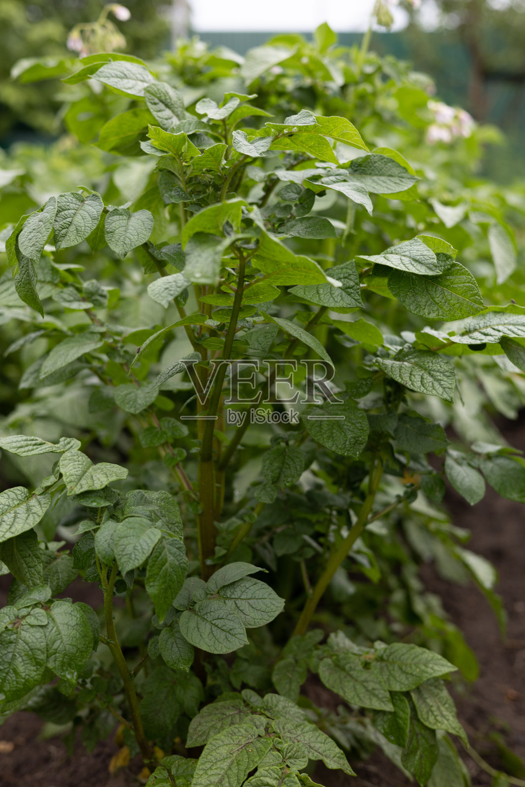 花园里茂盛多汁的土豆丛。马铃薯的顶部生长在可食用马铃薯块茎所在的地面上。一个人在他的花园里为他的家人种土豆。照片摄影图片