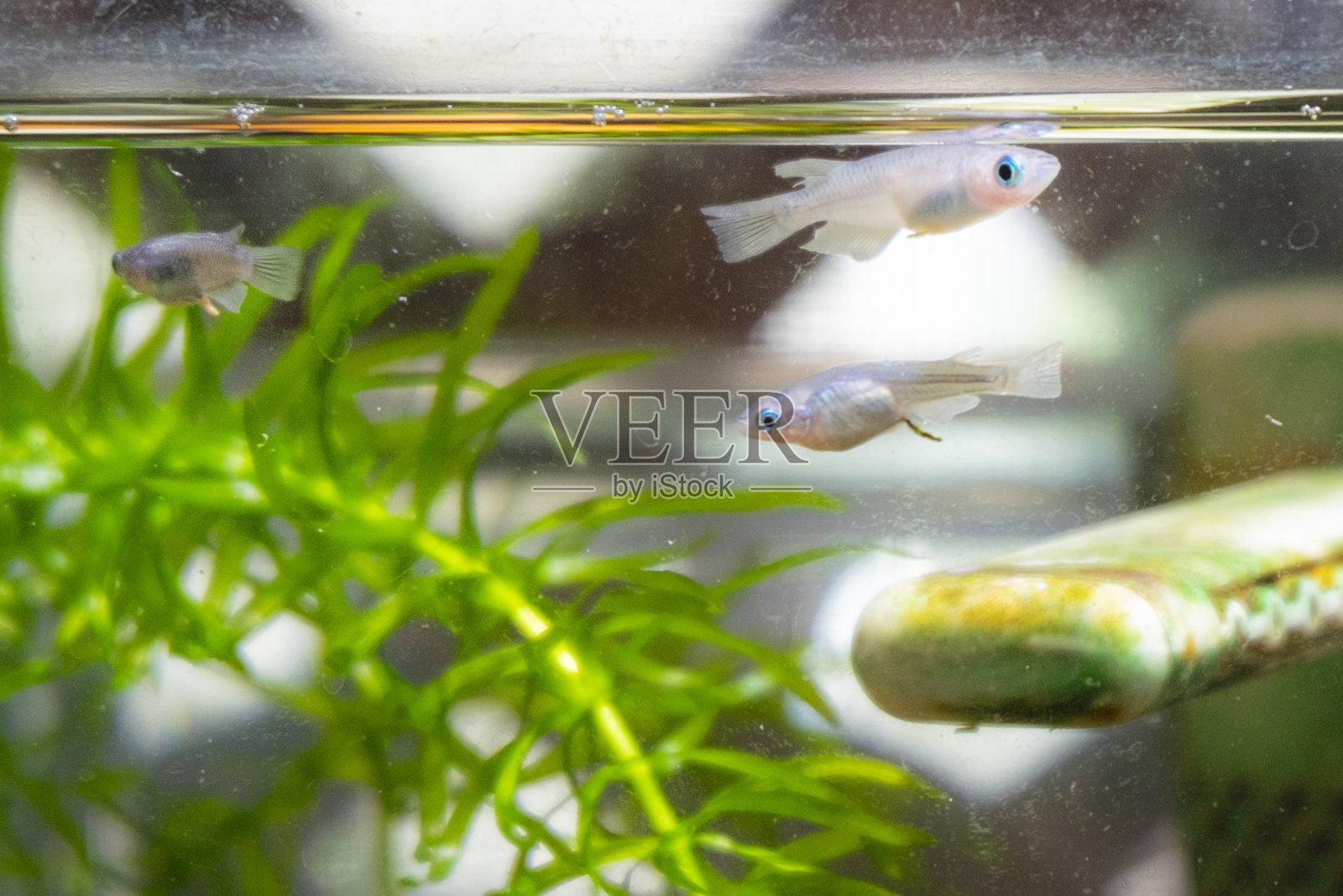 日本鳉鱼和水族馆。照片摄影图片