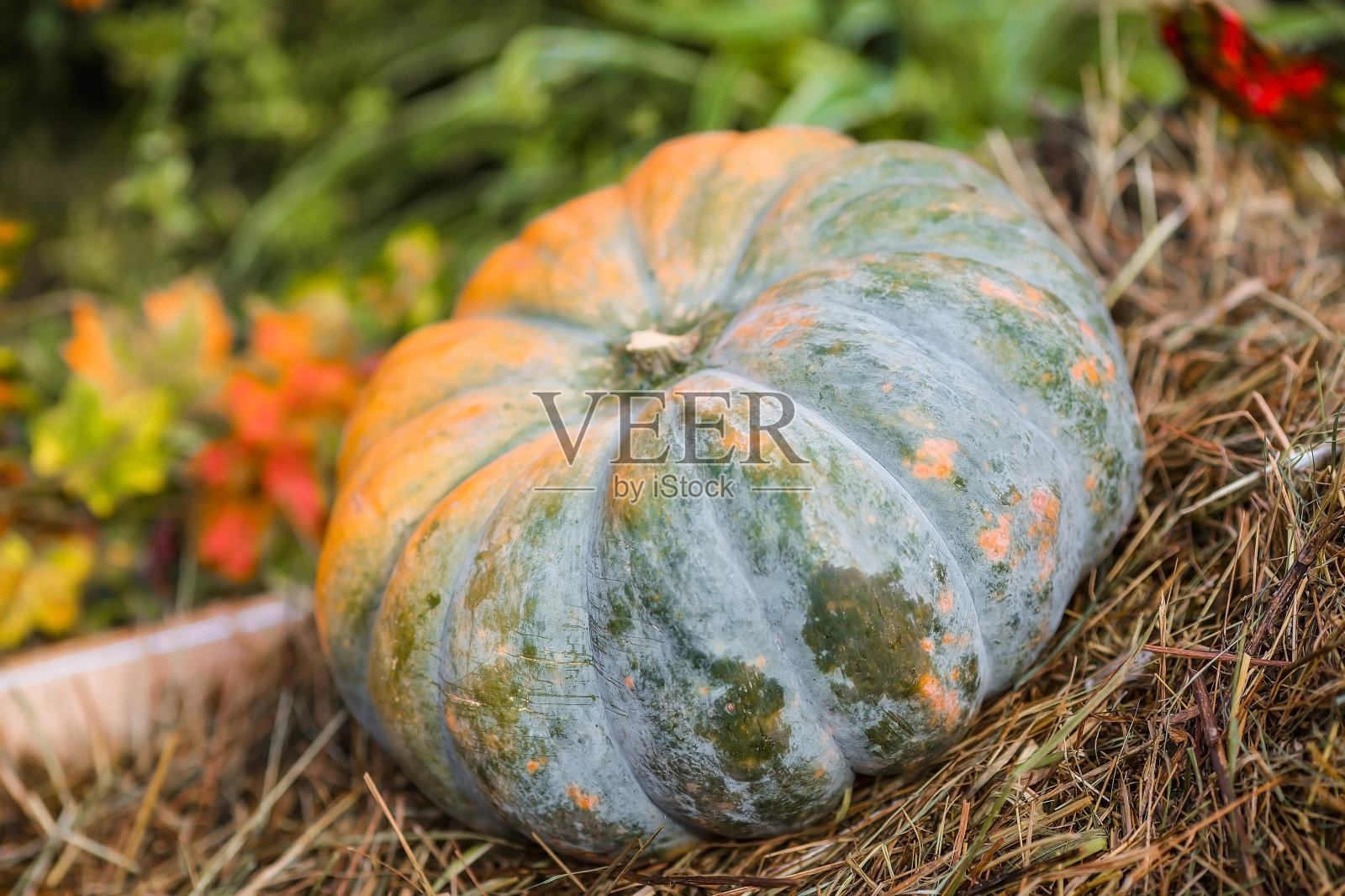 莫斯科金秋节的装饰南瓜,靠近克里姆林宫的红色广场。万圣节装饰用各种南瓜,秋季蔬菜和鲜花。收获和花园装饰。照片摄影图片