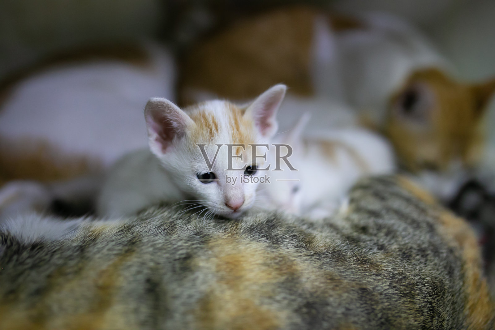 桌子上有一只白色和橙色的猫。照片摄影图片