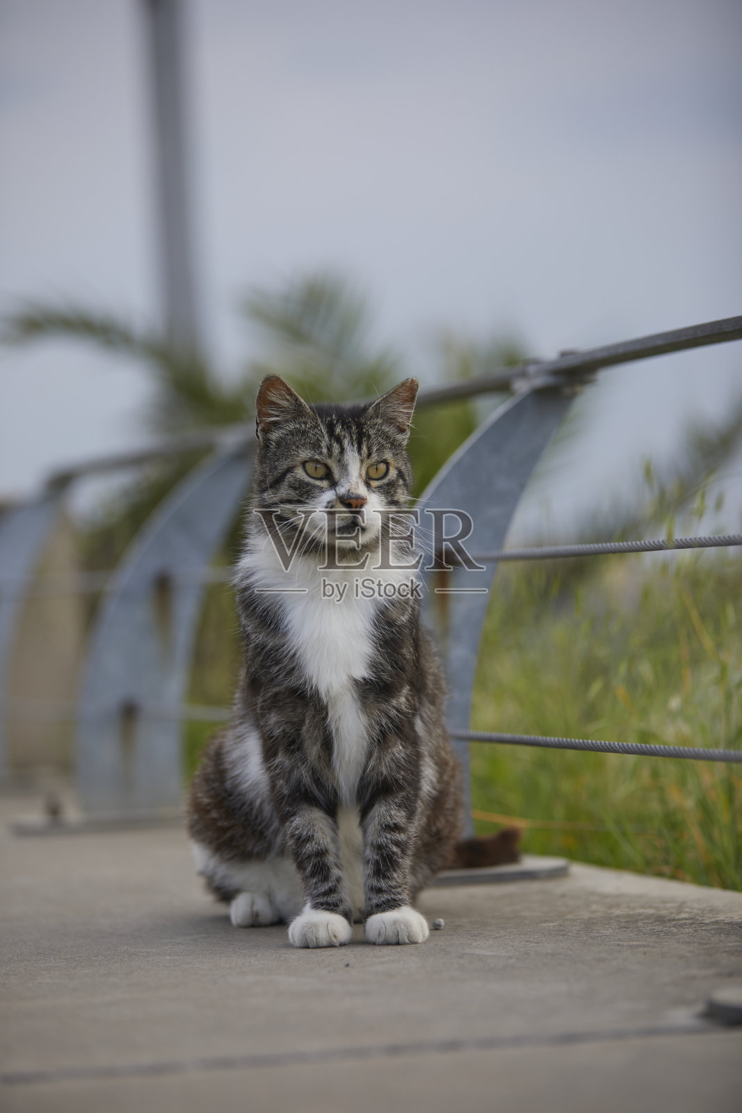 城市公园里可爱的流浪虎斑猫照片摄影图片