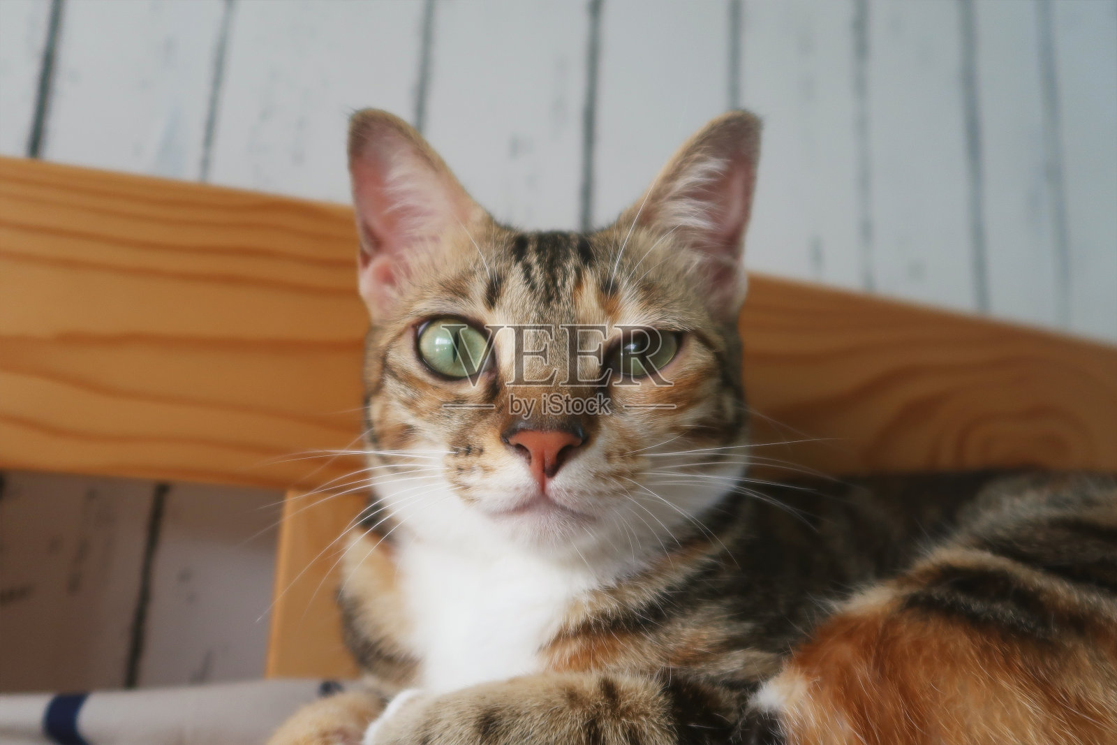 眼睛感染的小猫在看镜头。猫的前视图,一只眼睛呆滞、流泪、变色。猫眼痛得半闭着。结膜炎、猫疱疹病毒或过敏。照片摄影图片