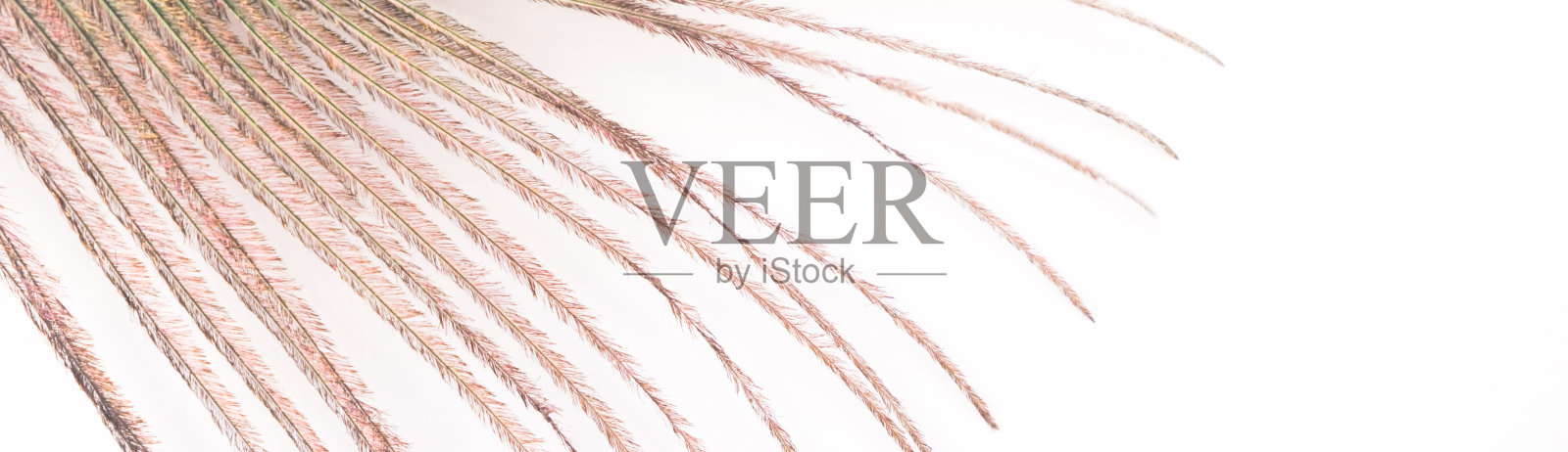 白色背景上的孔雀羽毛照片摄影图片