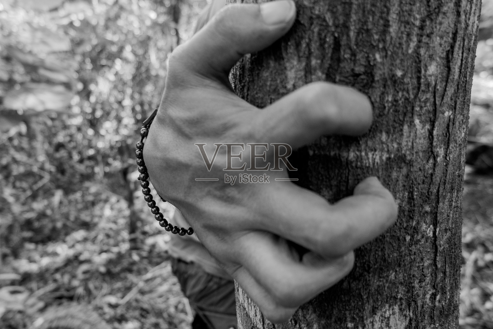 一只手抓住了森林里的一棵树。照片摄影图片