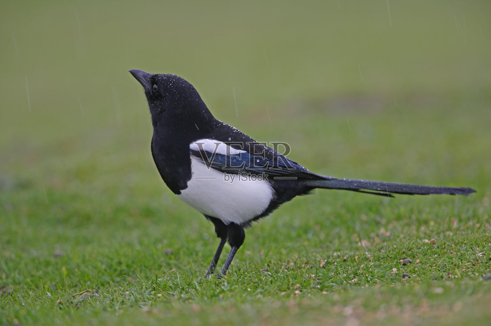 喜鹊照片摄影图片