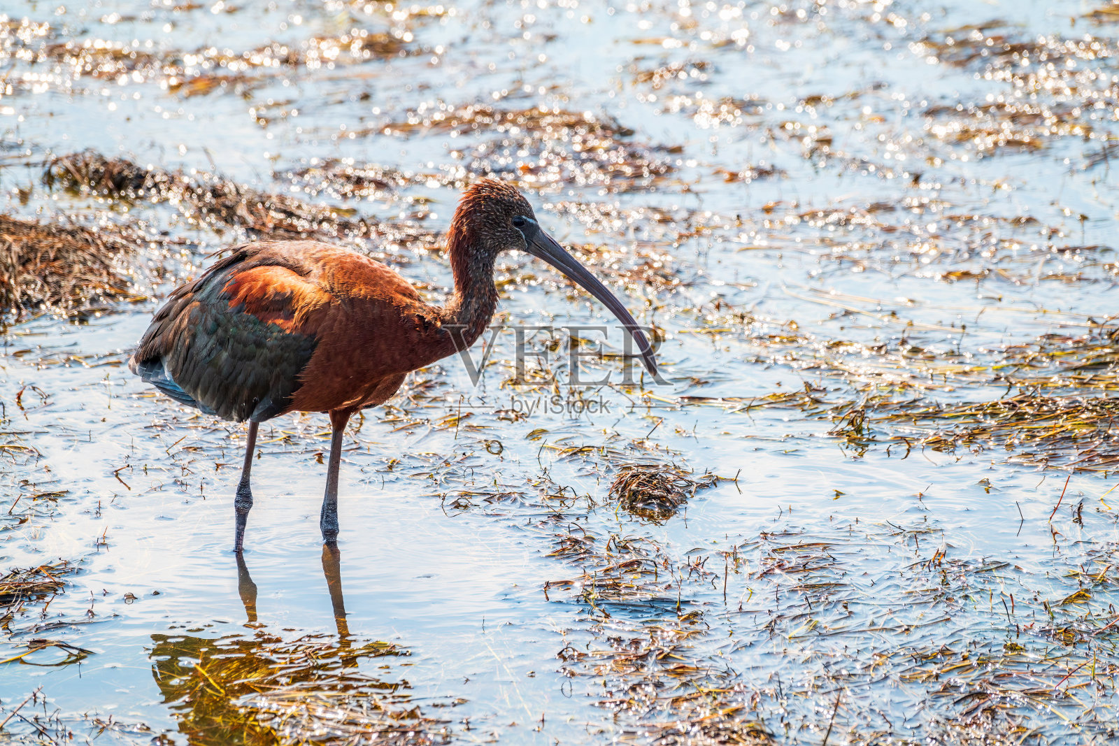 有光泽的朱鹭,拉丁名字是Plegadis falcinellus,在浅水湖中寻找食物。照片摄影图片