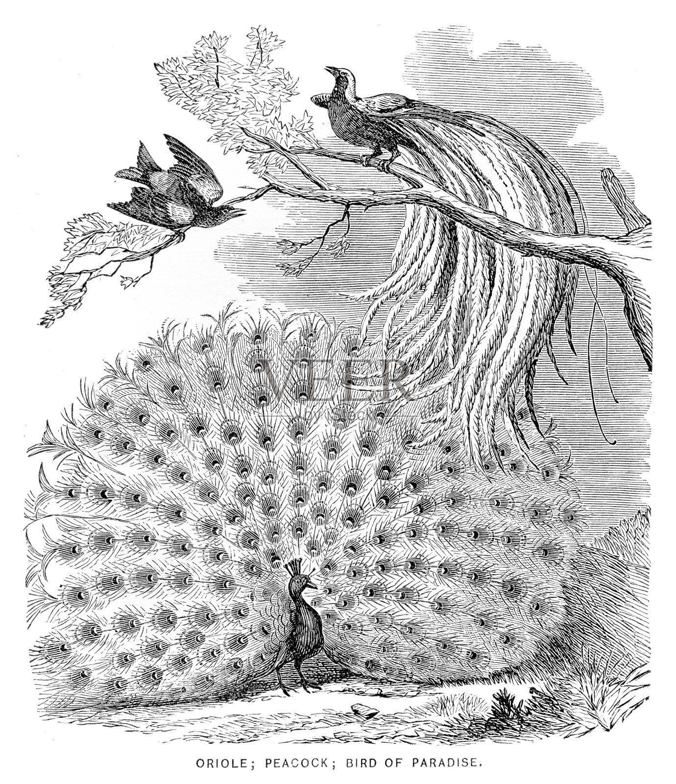 鸟类雕刻1881插画图片素材
