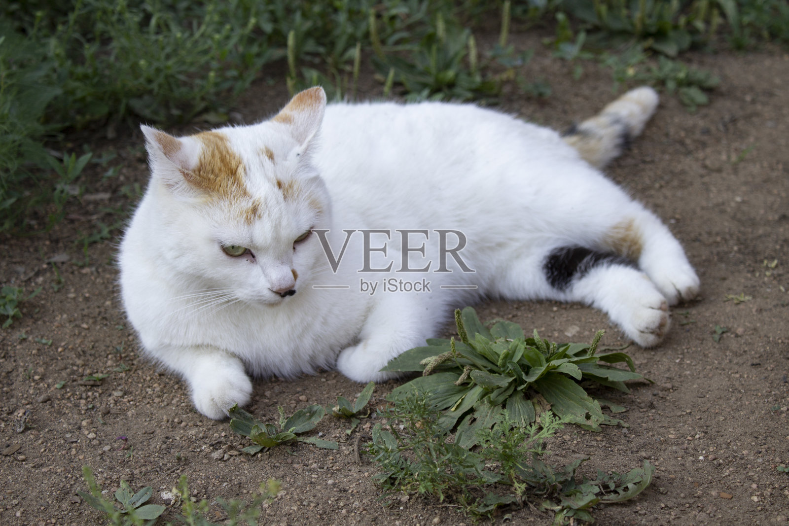 可爱的毛茸茸的猫在夏天照片摄影图片