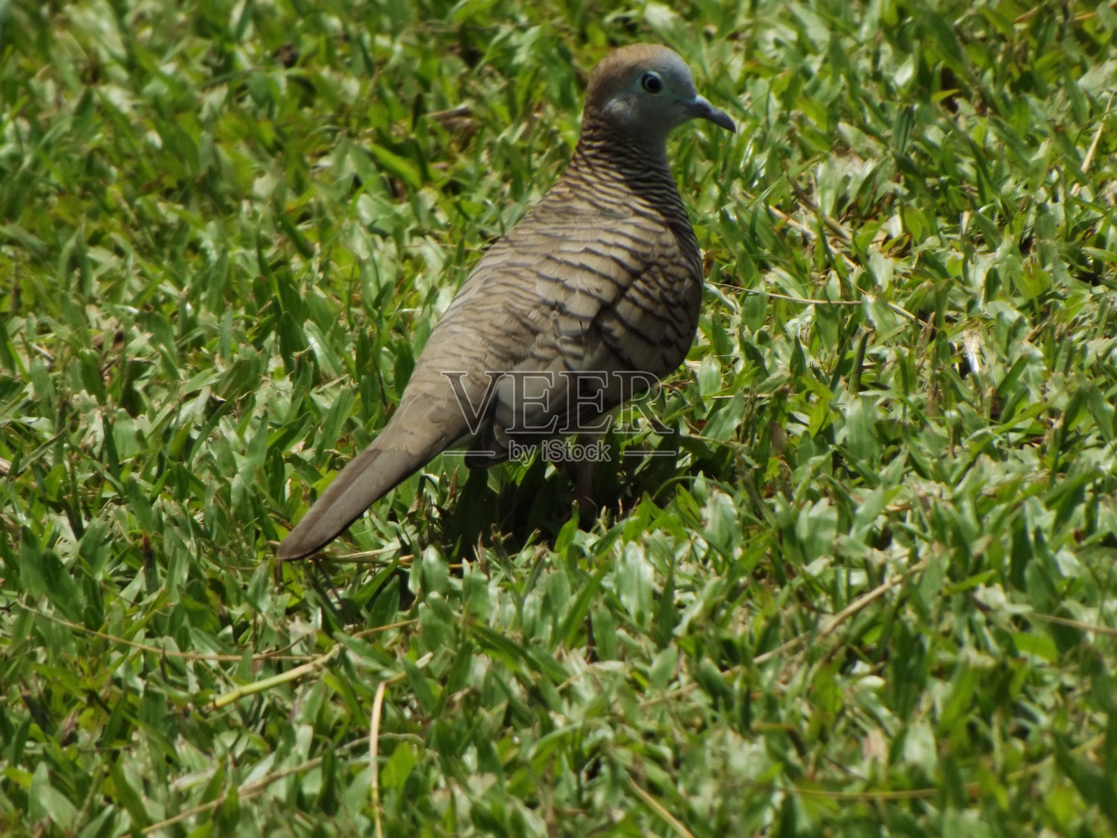 鸟照片摄影图片