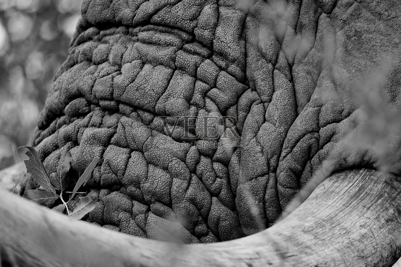 皮肤照片摄影图片