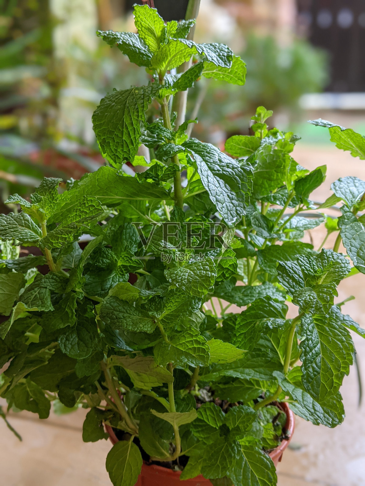 树叶上的水滴特写,背景是模糊的绿色照片摄影图片