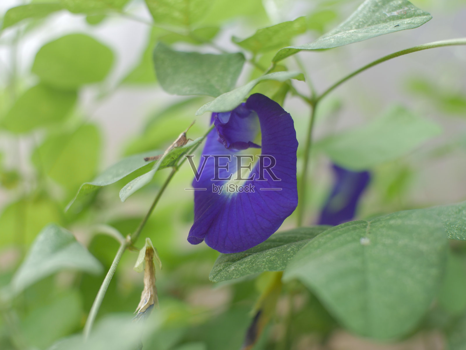 多花瓣亚洲鸽翼包含四种颜色的忧郁蓝色亚洲鸽翼花,其植物的叶子为背景,和壁纸。Clitoria ternatea照片摄影图片