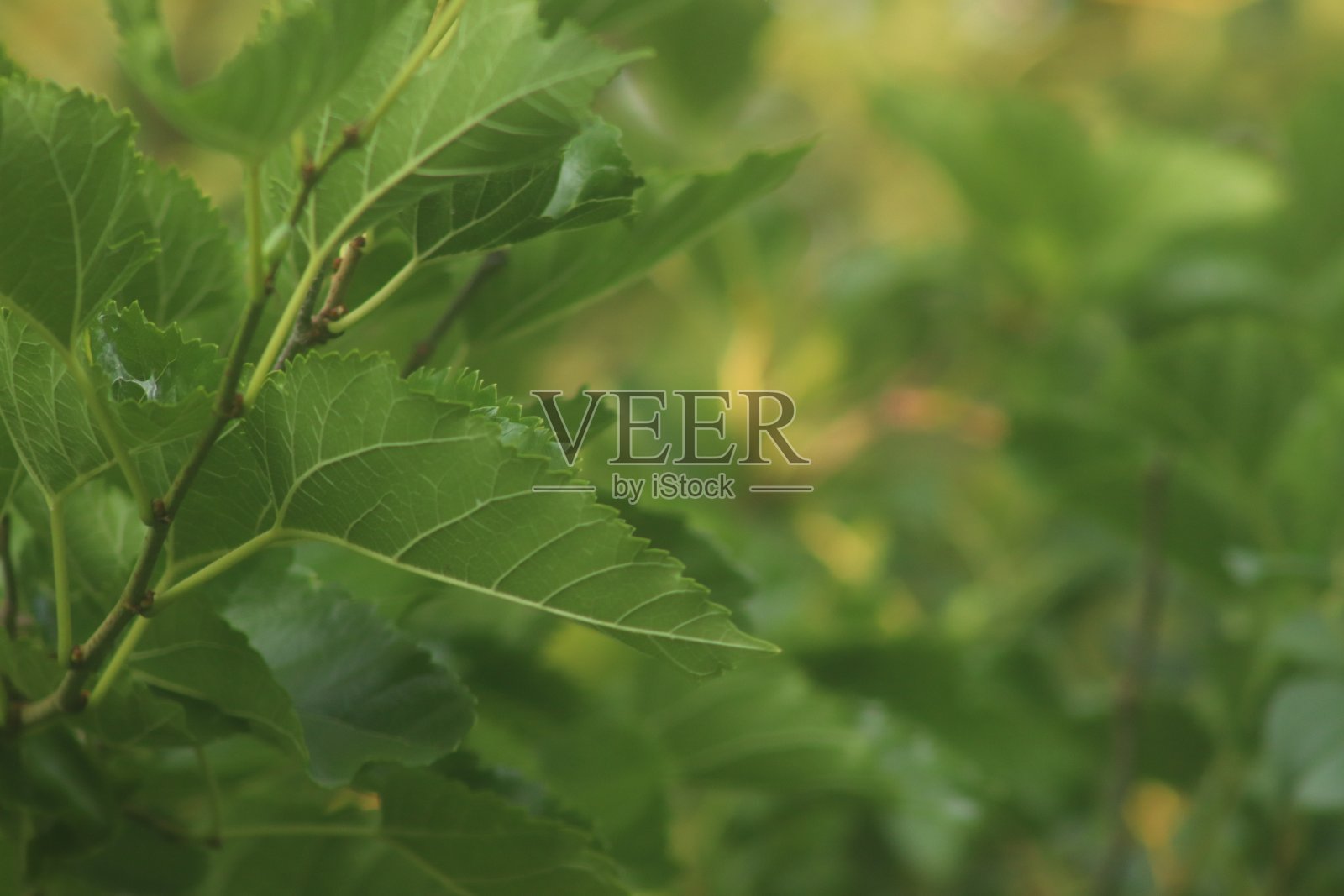 树叶背景照片照片摄影图片