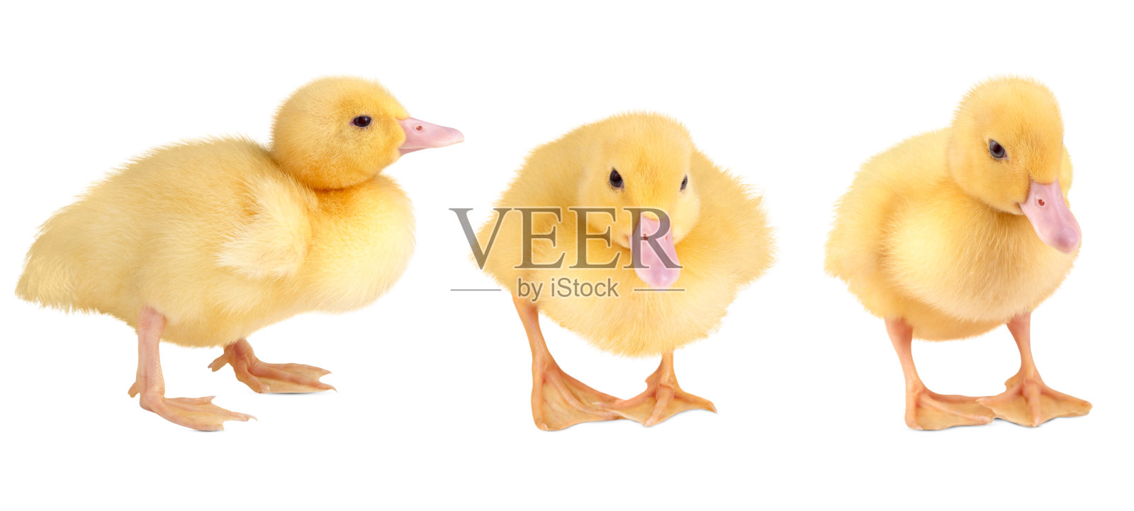 一组黄色的小鸭子被隔离在白色的背景上。照片摄影图片