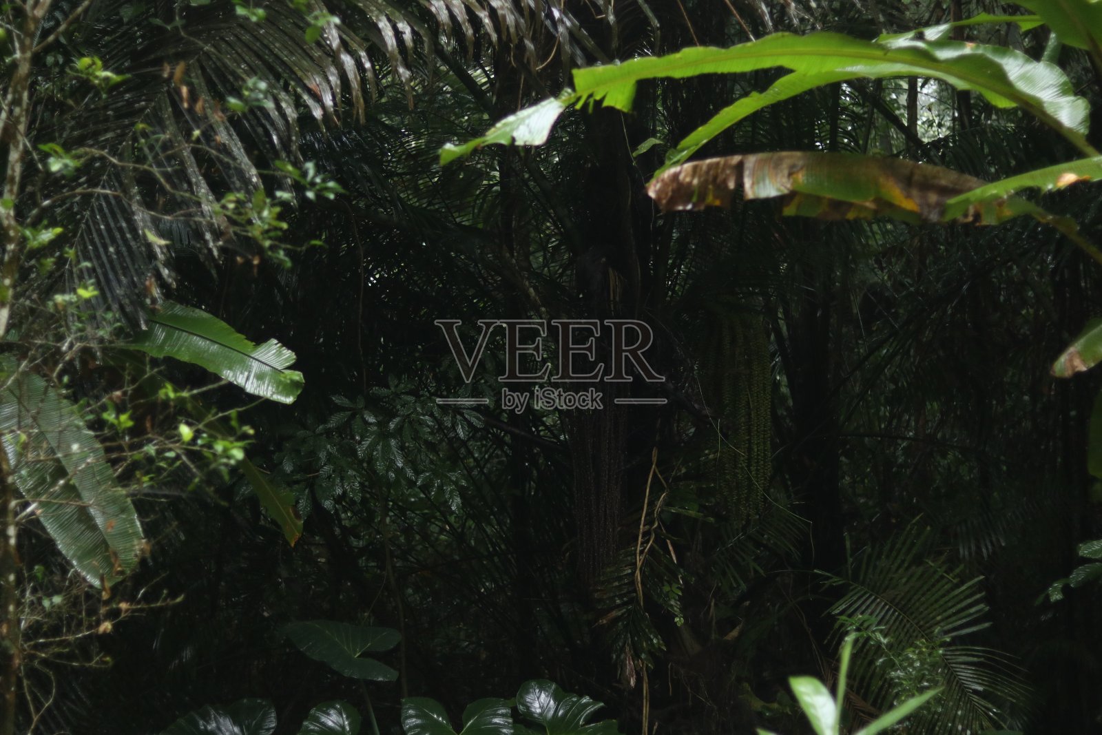 清晨森林里的气氛照片摄影图片