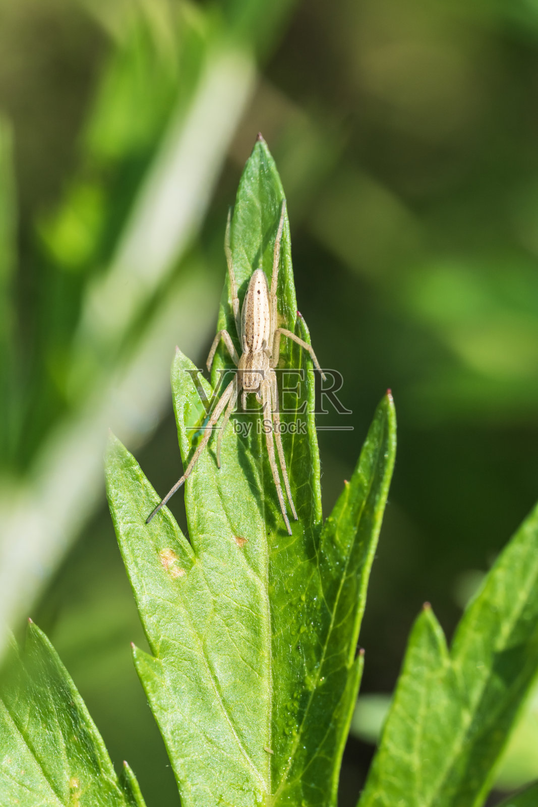 绿叶上的蜘蛛照片摄影图片