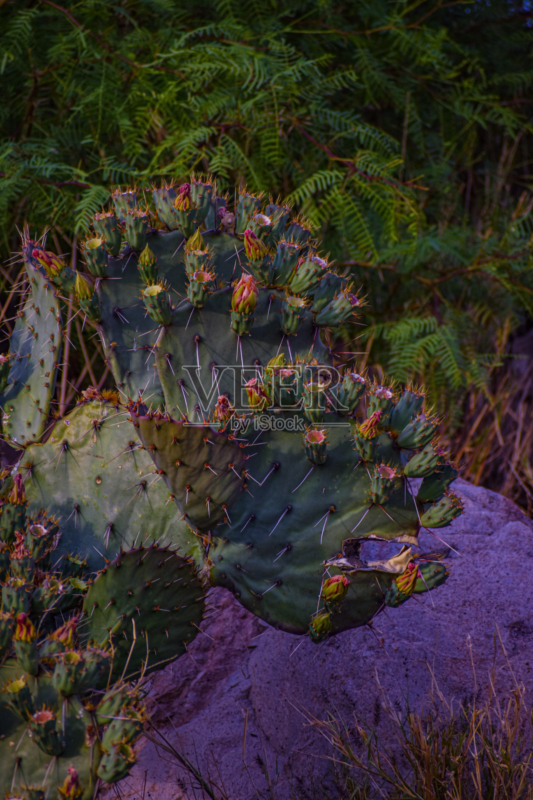 仙人掌照片摄影图片